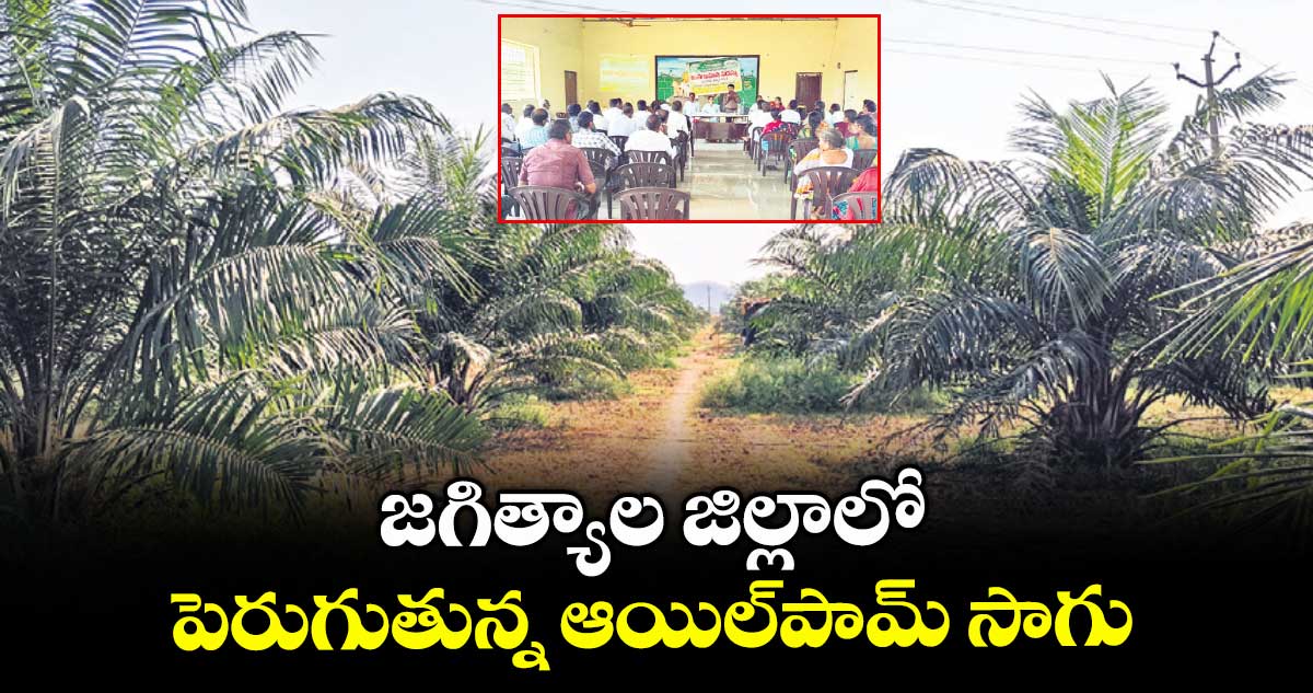 జగిత్యాల జిల్లాలో పెరుగుతున్న ఆయిల్పామ్ సాగు