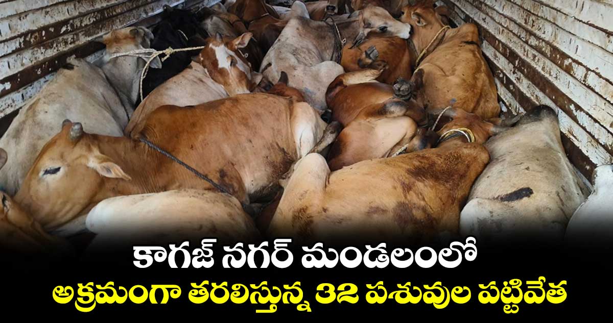 కాగజ్ నగర్ మండలంలో అక్రమంగా తరలిస్తున్న 32 పశువుల పట్టివేత