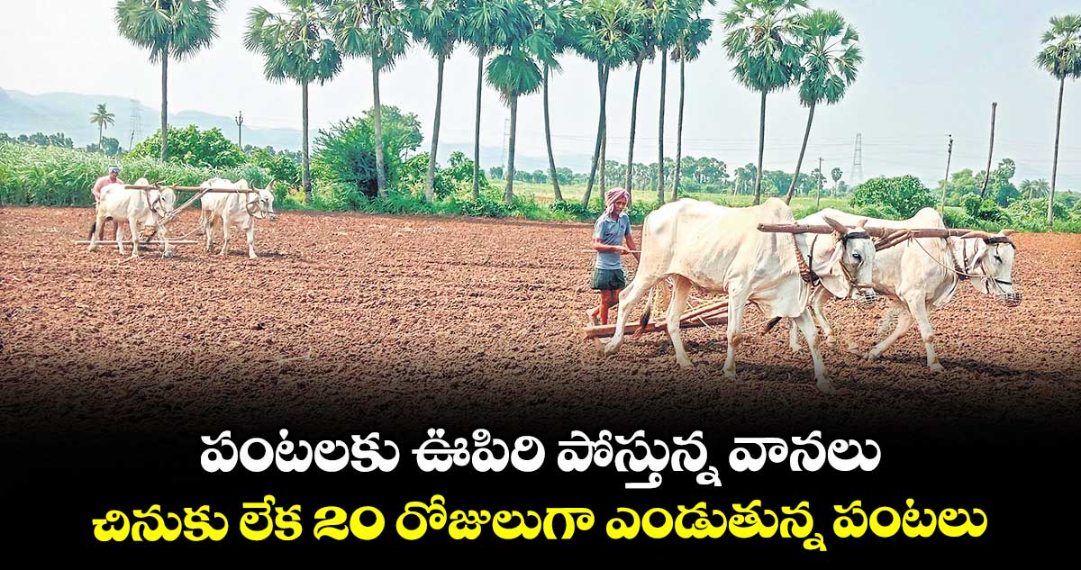 పంటలకు ఊపిరి పోస్తున్న వానలు .. చినుకు లేక 20 రోజులుగా ఎండుతున్న పంటలు