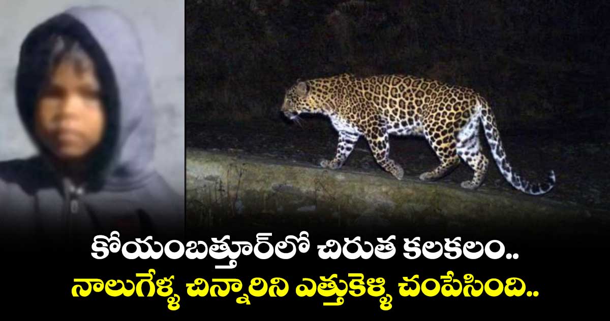 కోయంబత్తూర్‌లో చిరుత కలకలం.. నాలుగేళ్ళ చిన్నారిని ఎత్తుకెళ్ళి చంపేసింది.. 