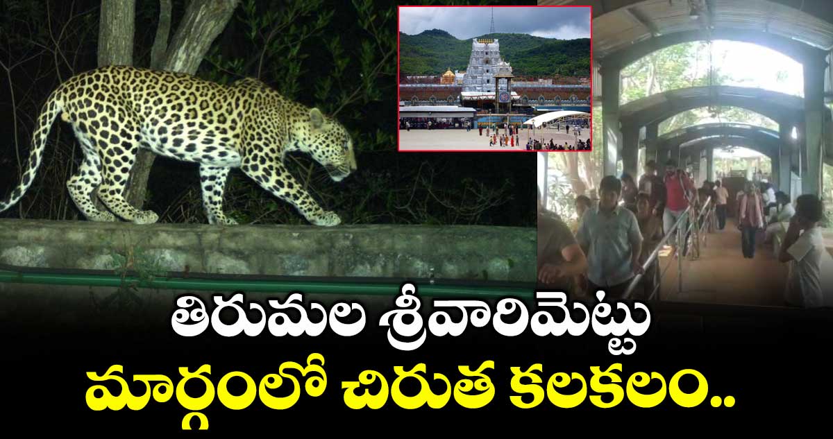 తిరుమల శ్రీవారిమెట్టు మార్గంలో చిరుత కలకలం..