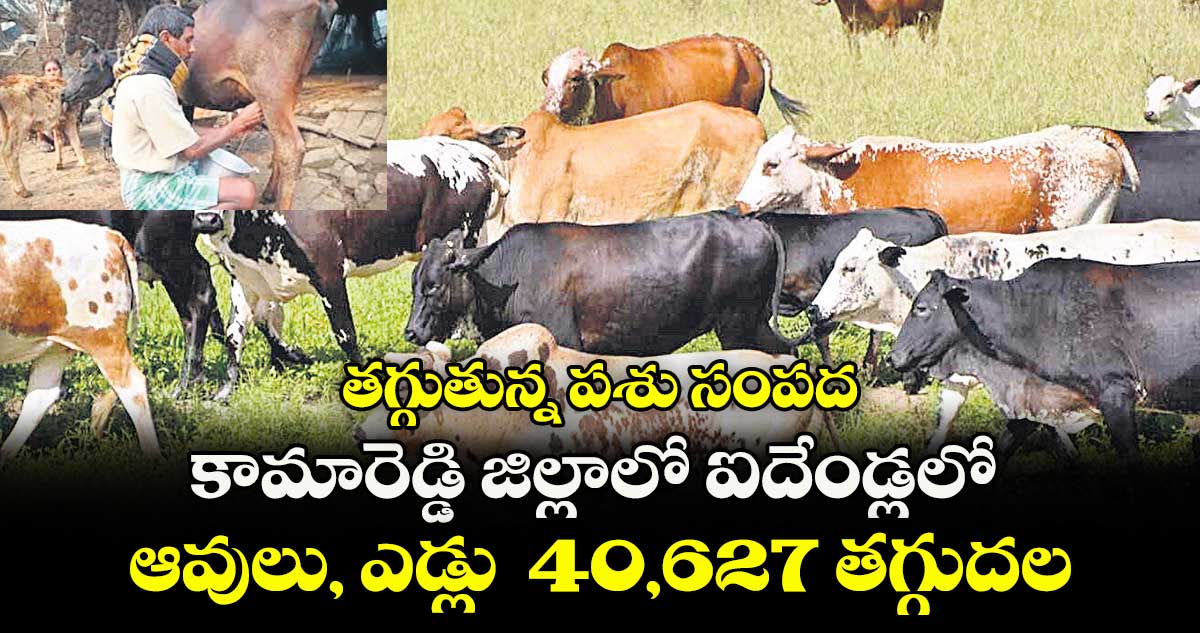 తగ్గుతున్న పశు సంపద .. కామారెడ్డి జిల్లాలో ఐదేండ్లలో ఆవులు, ఎడ్లు 40,627 తగ్గుదల