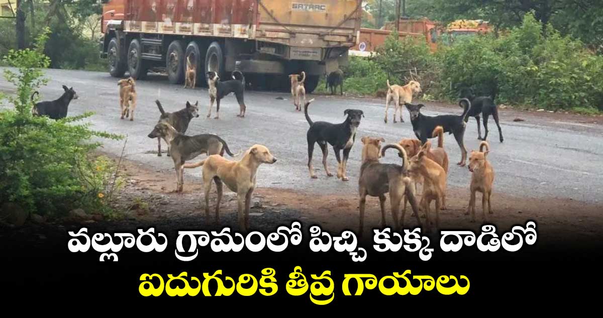 వల్లూరు గ్రామంలో పిచ్చి కుక్క దాడిలో ఐదుగురికి తీవ్ర గాయాలు