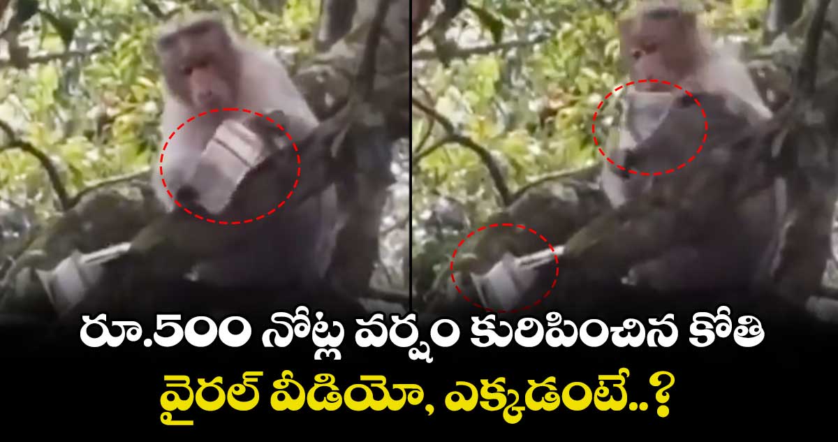 Viral Video: రూ.500 నోట్ల వర్షం కురిపించిన కోతి.. వైరల్ వీడియో, ఎక్కడంటే..?