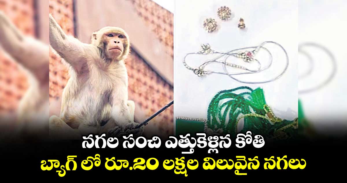 నగల సంచి ఎత్తుకెళ్లిన కోతి .. బ్యాగ్ లో రూ.20 లక్షల విలువైన నగలు