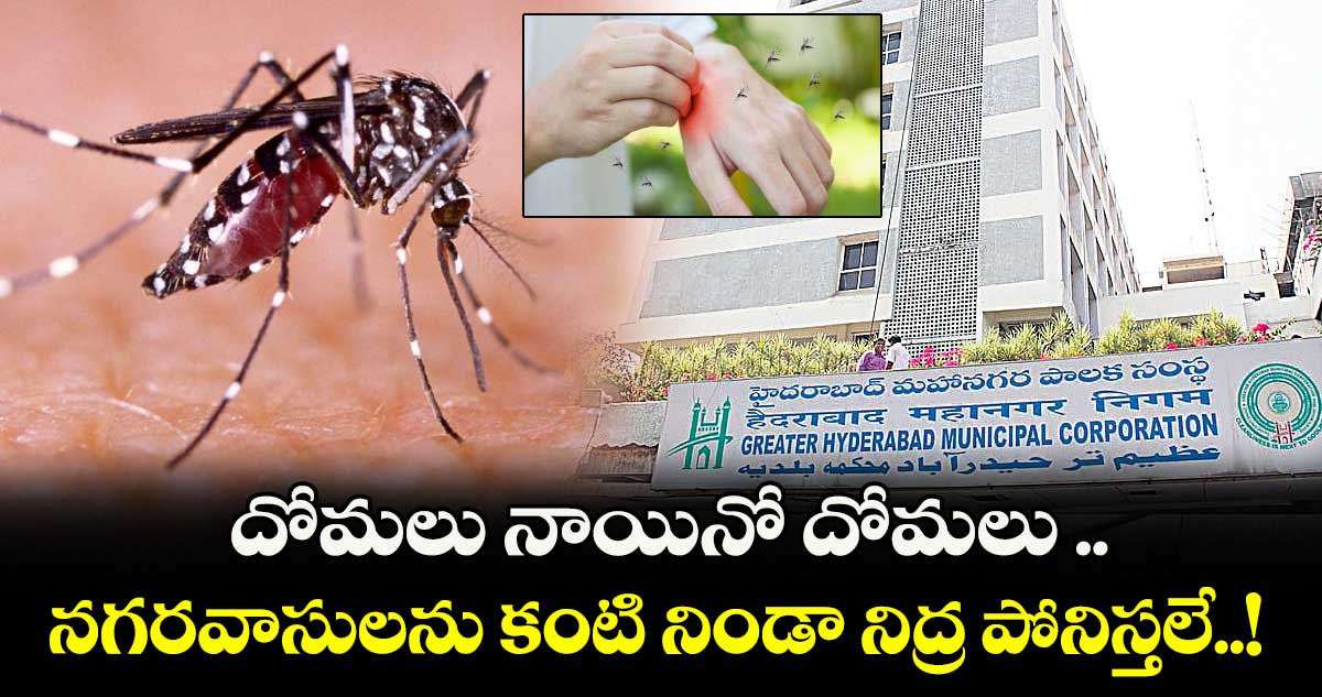 దోమలు నాయినో దోమలు .. నగరవాసులను కంటి నిండా నిద్ర పోనిస్తలే..!