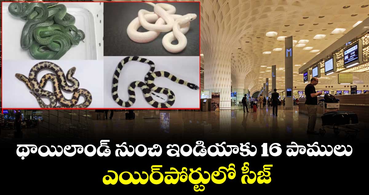 థాయిలాండ్ నుంచి ఇండియాకు16 పాములు.. ఎయిర్పోర్టులో సీజ్