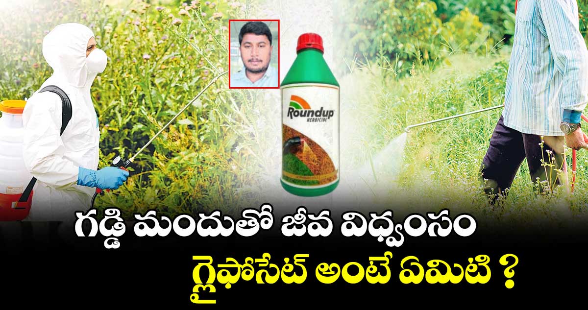 గడ్డి మందుతో జీవ విధ్వంసం.. గ్లైఫోసేట్ అంటే ఏమిటి ?