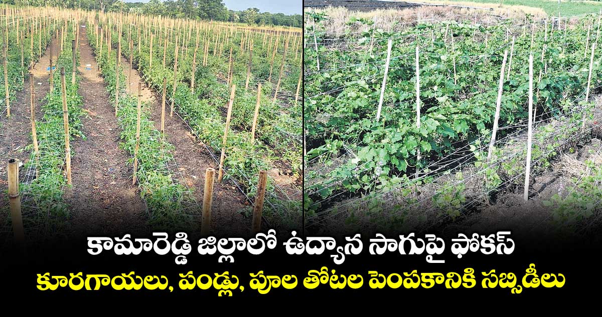 కామారెడ్డి జిల్లాలో ఉద్యాన సాగుపై ఫోకస్.. కూరగాయలు, పండ్లు, పూల తోటల పెంపకానికి సబ్సిడీలు