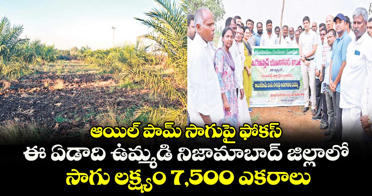 ఆయిల్ పామ్ సాగుపై ఫోకస్ .. ఈ ఏడాది ఉమ్మడి నిజామాబాద్ జిల్లాలో సాగు లక్ష్యం 7,500 ఎకరాలు
