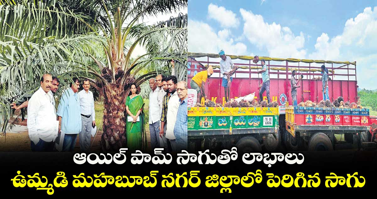 ఆయిల్ పామ్ సాగుతో లాభాలు .. ఉమ్మడి మహబూబ్ నగర్ జిల్లాలో పెరిగిన సాగు