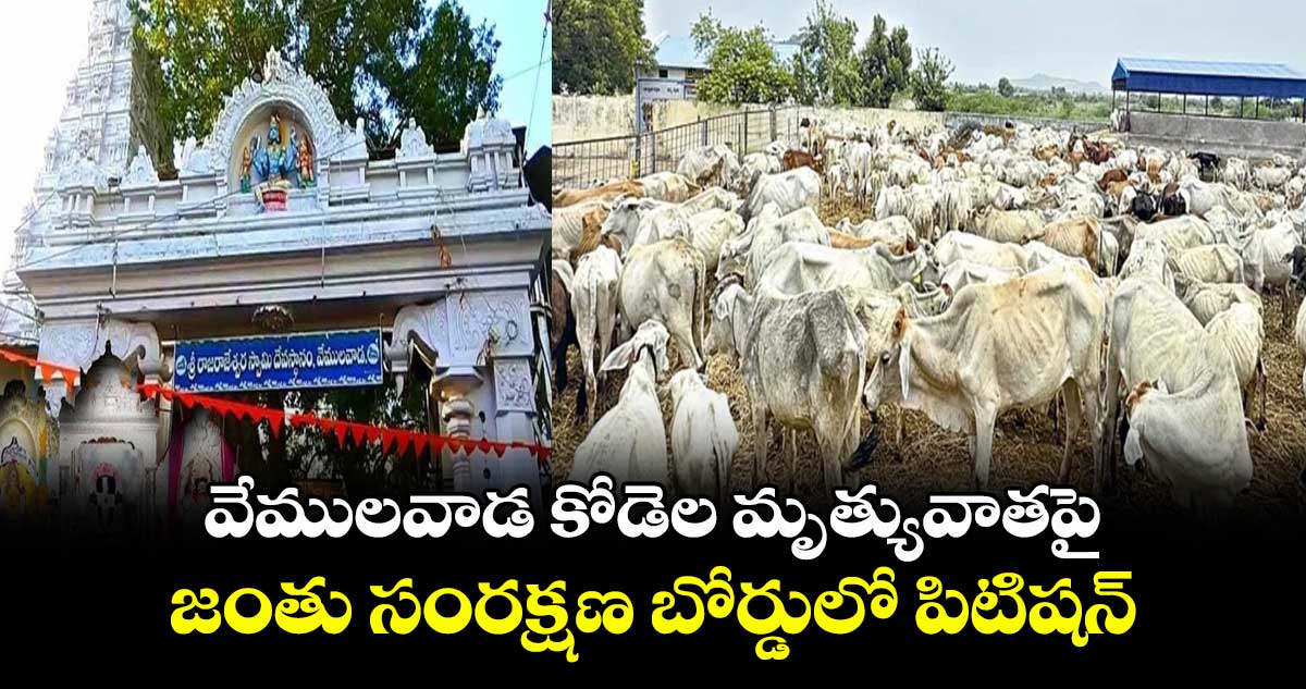 వేములవాడ కోడెల మృత్యువాతపై ..జంతు సంరక్షణ బోర్డులో పిటిషన్