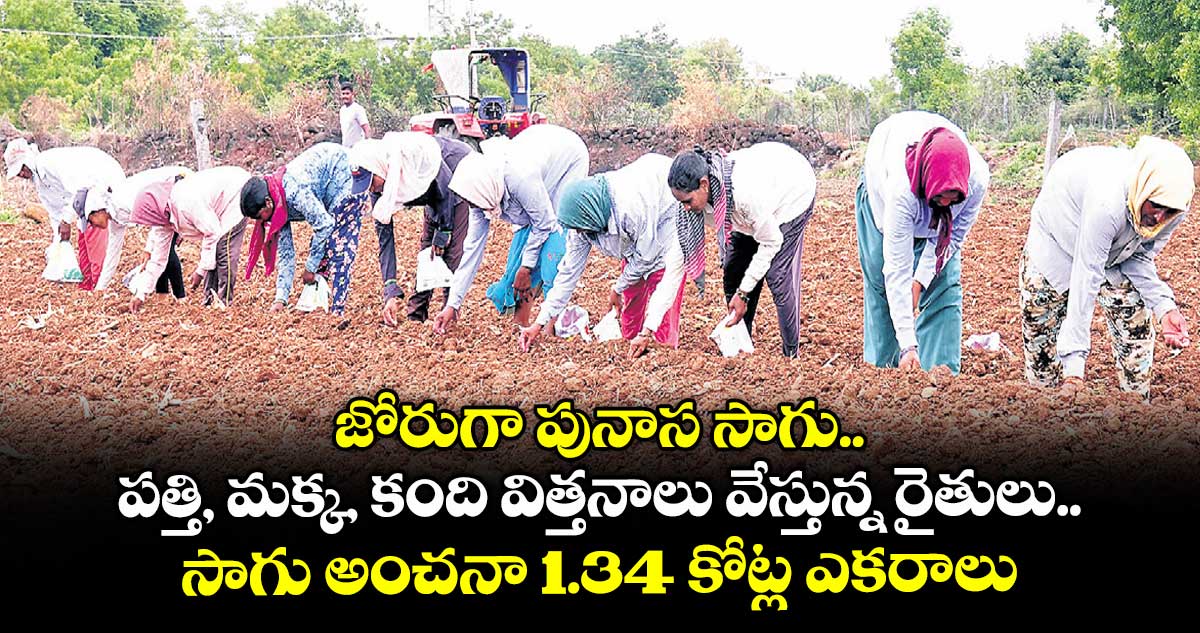 జోరుగా పునాస సాగు.. పత్తి, మక్క, కంది విత్తనాలు వేస్తున్న రైతులు.. సాగు అంచనా 1.34 కోట్ల ఎకరాలు
