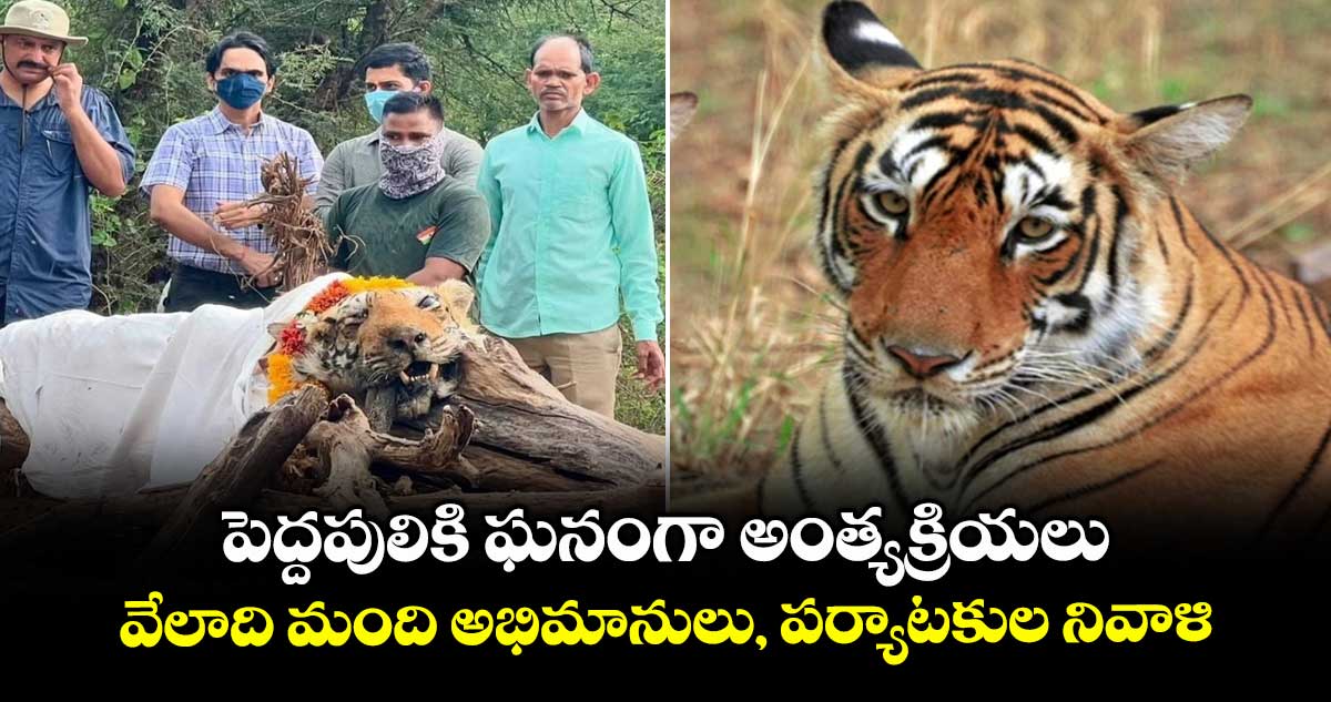 పెద్దపులికి ఘనంగా అంత్యక్రియలు..వేలాది మంది అభిమానులు, పర్యాటకుల నివాళి