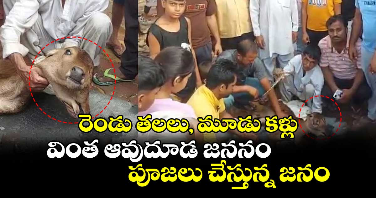 Viral news: రెండు తలలు, మూడు కళ్లు..వింత ఆవుదూడ జననం..పూజలు చేస్తున్న జనం