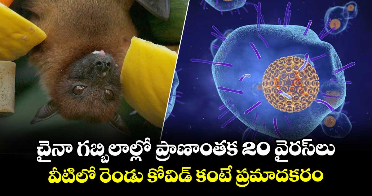 Big Breaking : చైనా గబ్బిలాల్లో ప్రాణాంతక 20 వైరస్లు:వీటిలో రెండు కోవిడ్ కంటే ప్రమాదకరం