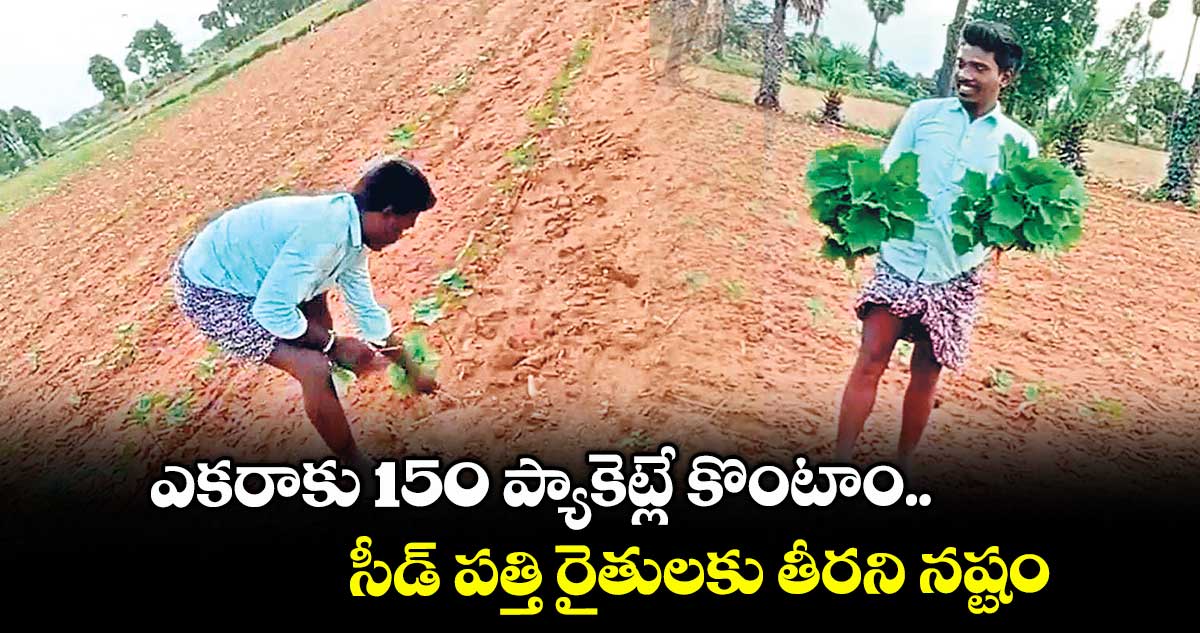 ఎకరాకు 150 ప్యాకెట్లే కొంటాం..సీడ్ పత్తి రైతులకు తీరని నష్టం