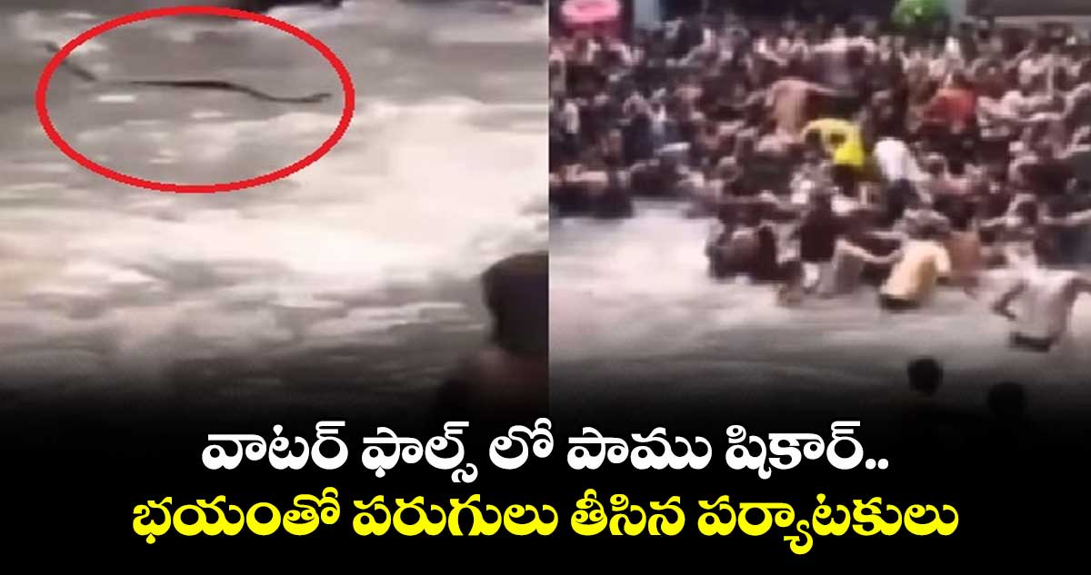 వాటర్ ఫాల్స్ లో పాము షికార్.... భయంతో పరుగులు తీసిన పర్యాటకులు