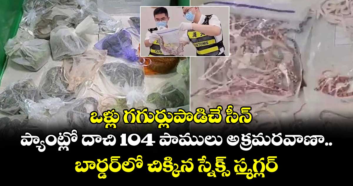 ఒళ్లు గగుర్లుపొడిచే సీన్..ప్యాంట్లో దాచి 104 పాములు అక్రమరవాణా..బార్డర్లో చిక్కిన స్నేక్స్ స్మగ్లర్