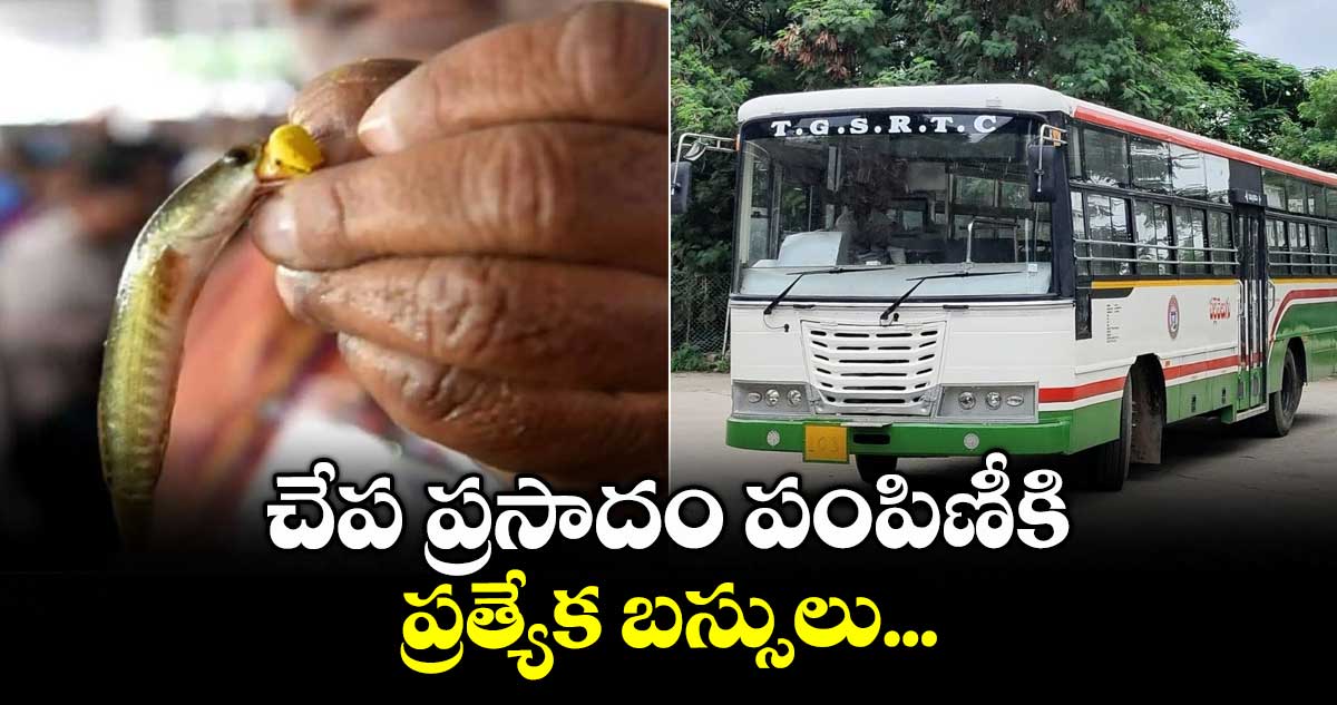చేప ప్రసాదం పంపిణీకి ప్రత్యేక బస్సులు...