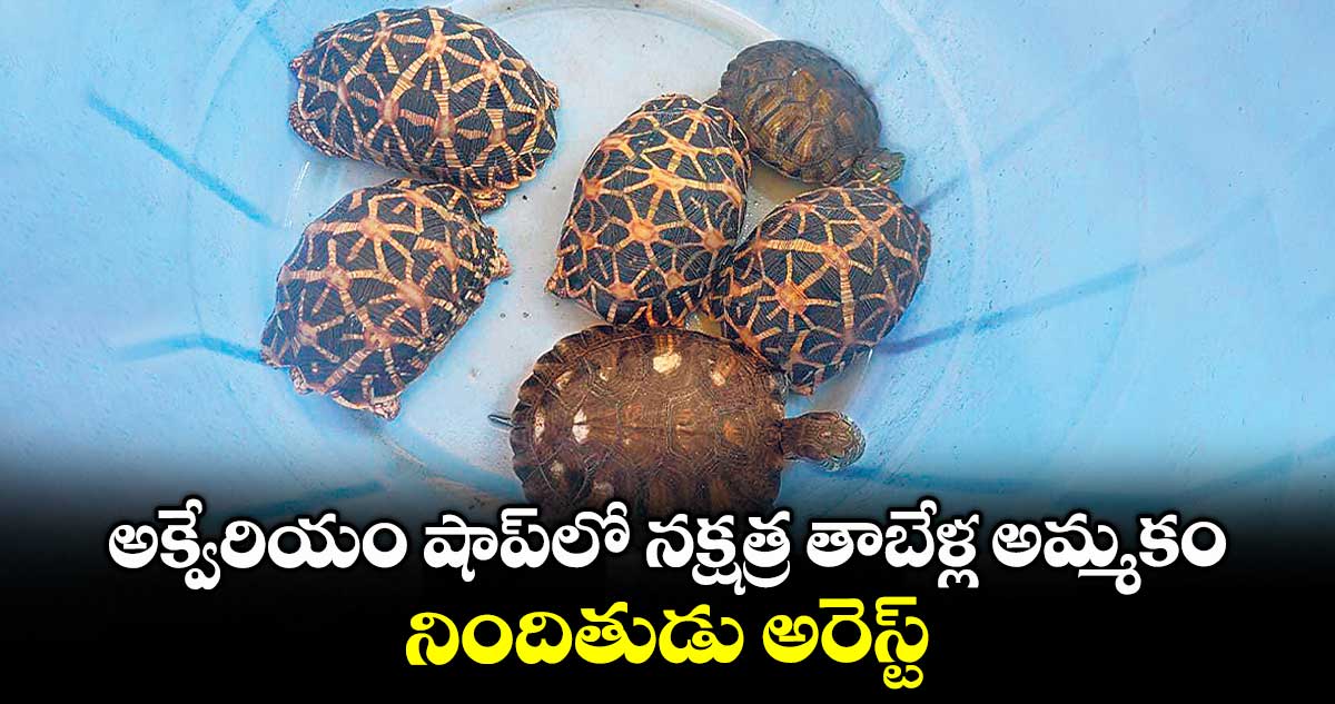 అక్వేరియం షాప్లో నక్షత్ర తాబేళ్ల అమ్మకం...నిందితుడు అరెస్ట్