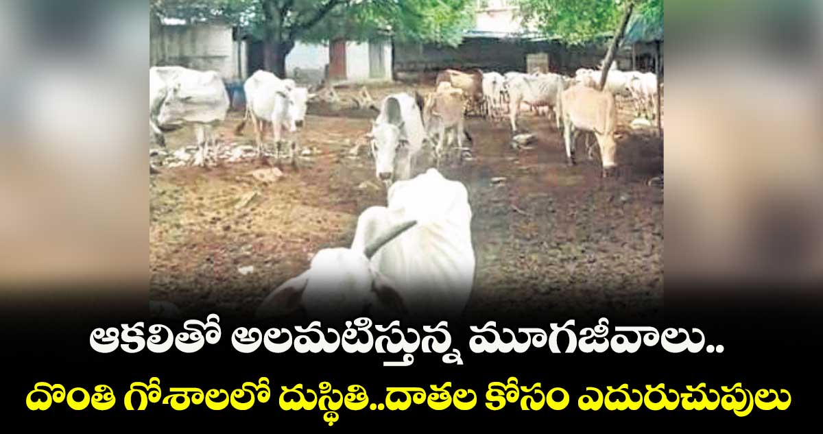 ఆకలితో అలమటిస్తున్న మూగజీవాలు..దొంతి గోశాలలో దుస్థితి..దాతల కోసం ఎదురుచుపులు
