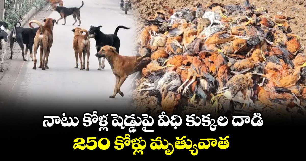 నాటు కోళ్ల షెడ్డుపై వీధి కుక్కల దాడి.. 250 కోళ్లు మృత్యువాత