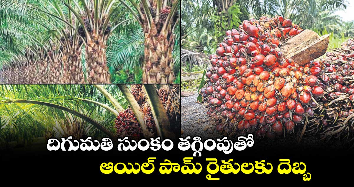 దిగుమతి సుంకం తగ్గింపుతో ఆయిల్ పామ్ రైతులకు దెబ్బ