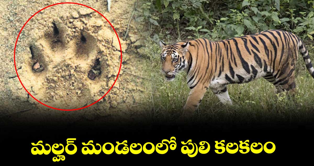 మల్హర్ మండలంలో పులి కలకలం