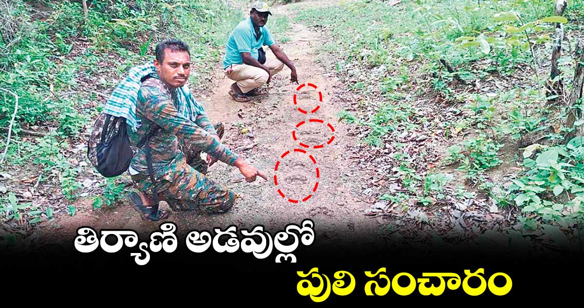 తిర్యాణి అడవుల్లో పులి సంచారం
