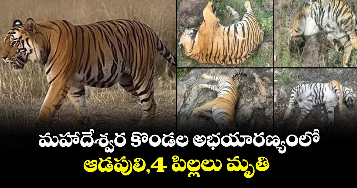మహాదేశ్వర కొండల అభయారణ్యంలో ఆడపులి,4 పిల్లలు మృతి