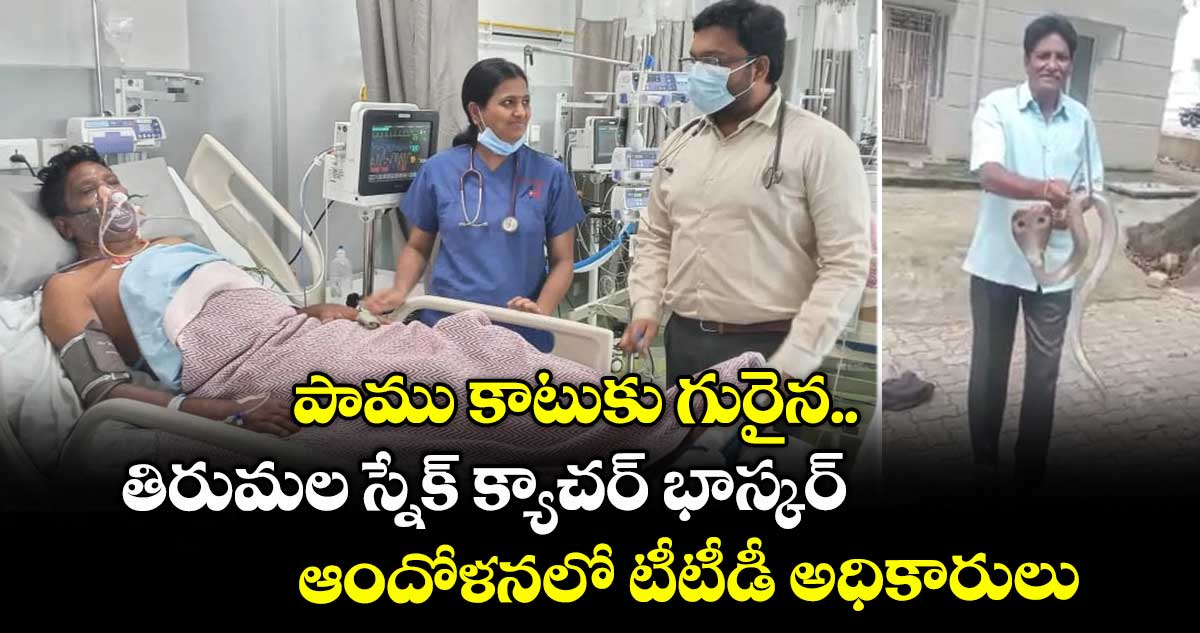 పాము కాటుకు గురైన తిరుమల స్నేక్ క్యాచర్ భాస్కర్.. ఆందోళనలో టీటీడీ అధికారులు..