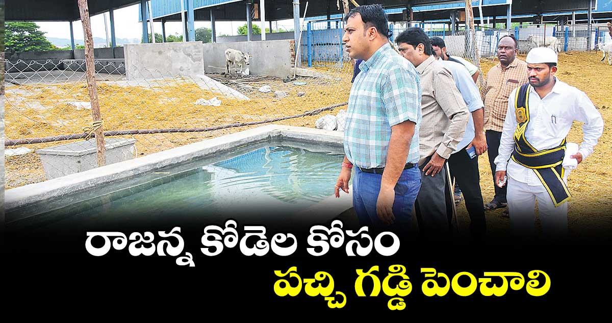 రాజన్న కోడెల కోసం పచ్చి గడ్డి పెంచాలి : సందీప్ కుమార్ ఝా