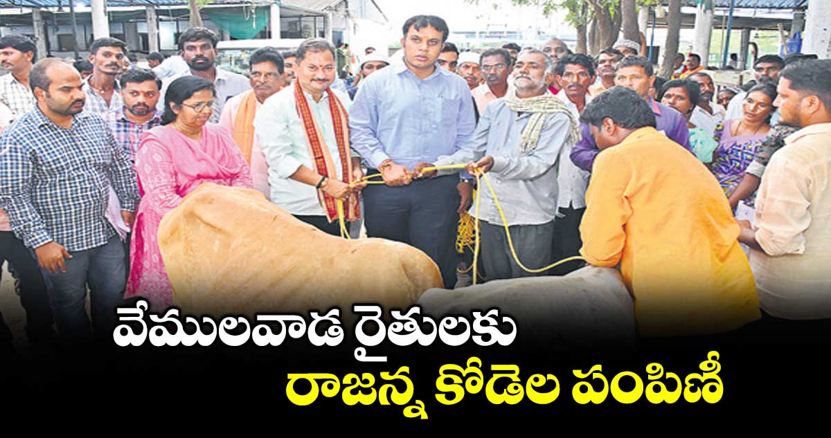 వేములవాడ రైతులకు రాజన్న కోడెల పంపిణీ