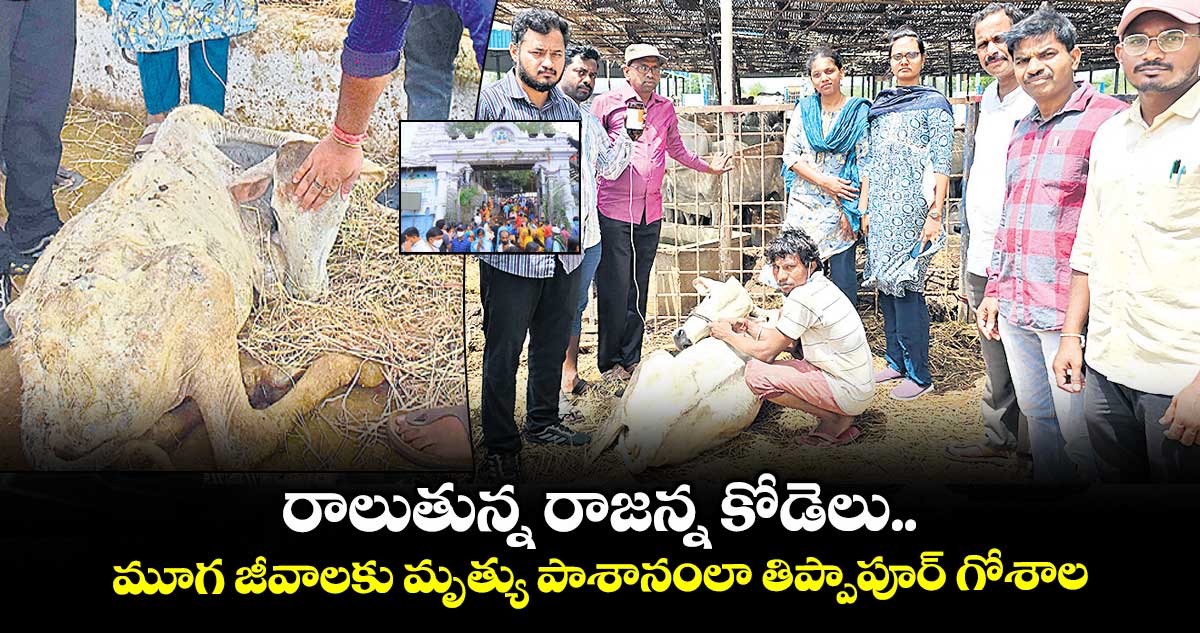 రాలుతున్న రాజన్న కోడెలు .. మూగ జీవాలకు మృత్యు పాశానంలా తిప్పాపూర్ గోశాల