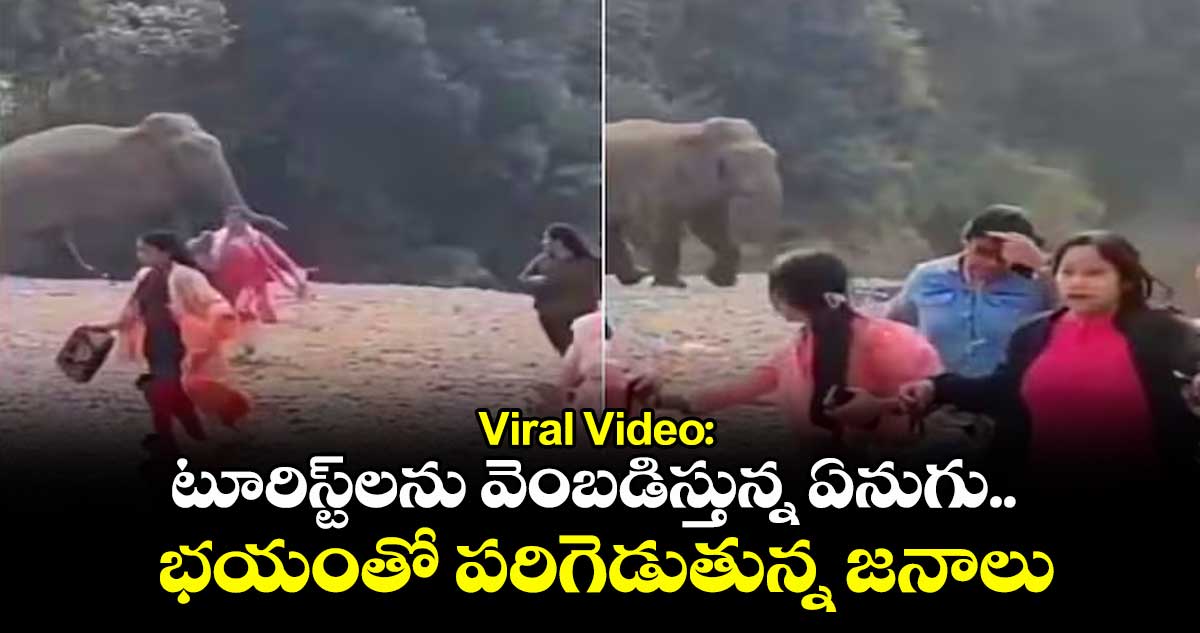 Viral Video: టూరిస్ట్లను వెంబడిస్తున్న ఏనుగు .. భయంతో పరిగెడుతున్న జనాలు