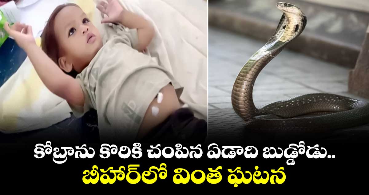 కోబ్రాను కొరికి చంపిన ఏడాది బుడ్డోడు..బీహార్⁬లో వింత ఘటన 