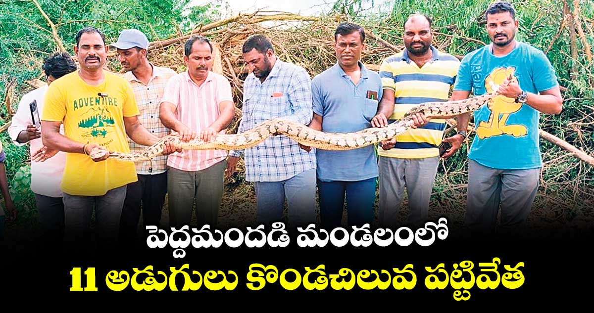 పెద్దమందడి మండలంలో 11 అడుగులు కొండచిలువ పట్టివేత