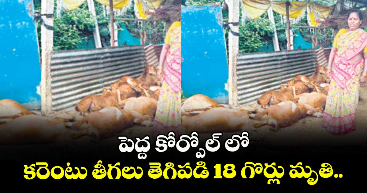 పెద్ద కోర్పోల్ లో కరెంటు తీగలు తెగిపడి 18 గొర్లు మృతి..