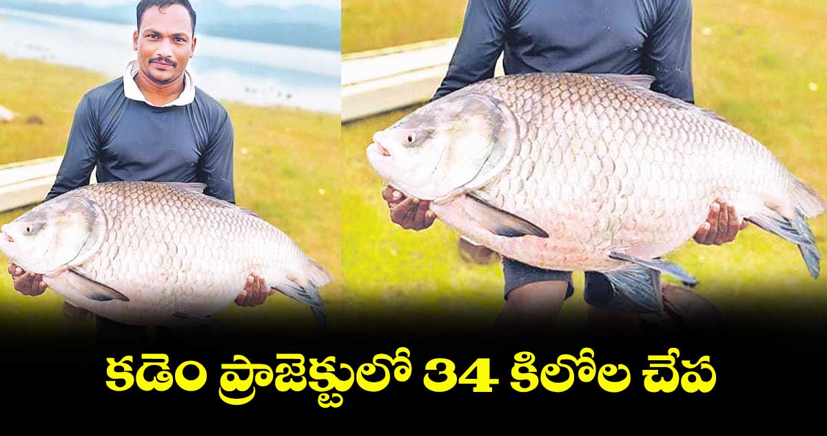 కడెం ప్రాజెక్టులో 34 కిలోల చేప