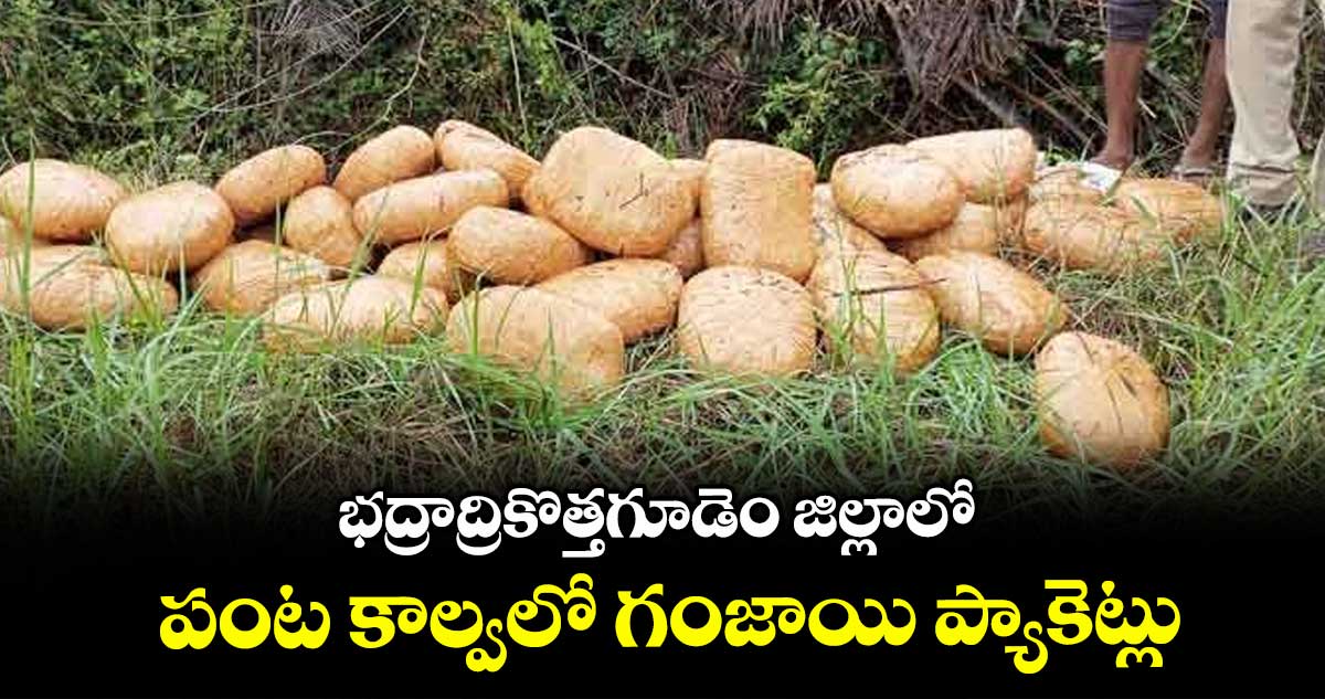భద్రాద్రికొత్తగూడెం జిల్లాలో పంట కాల్వలో గంజాయి ప్యాకెట్లు