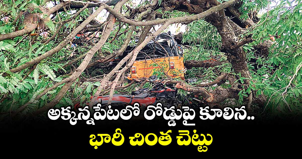 అక్కన్నపేటలో రోడ్డుపై కూలిన భారీ చింత చెట్టు
