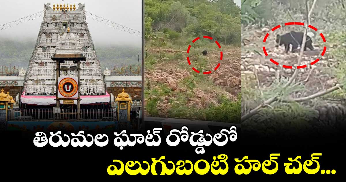 తిరుమల ఘాట్ రోడ్డులో ఎలుగుబంటి హల్ చల్...