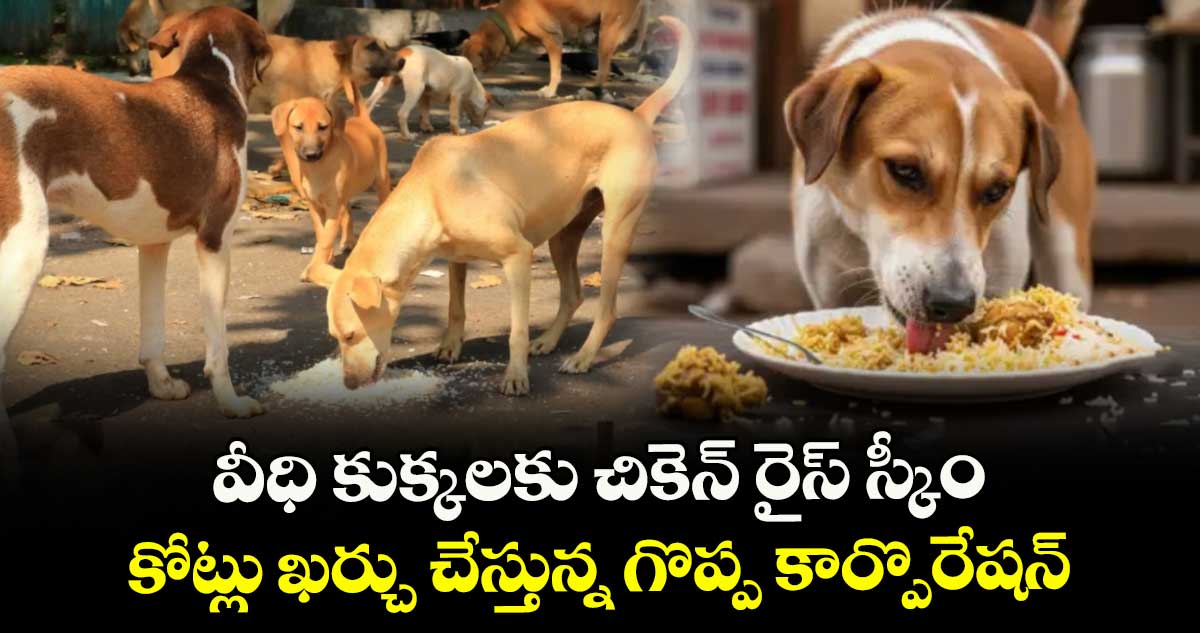 వీధి కుక్కలకు చికెన్ రైస్ స్కీం.. కోట్లు ఖర్చు చేస్తున్న గొప్ప కార్పొరేషన్ 