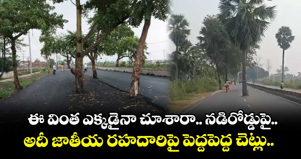 ఈ వింత ఎక్కడైనా చూశారా.. నడిరోడ్డుపై..అదీ జాతీయ రహదారిపై పెద్దపెద్ద చెట్లు..