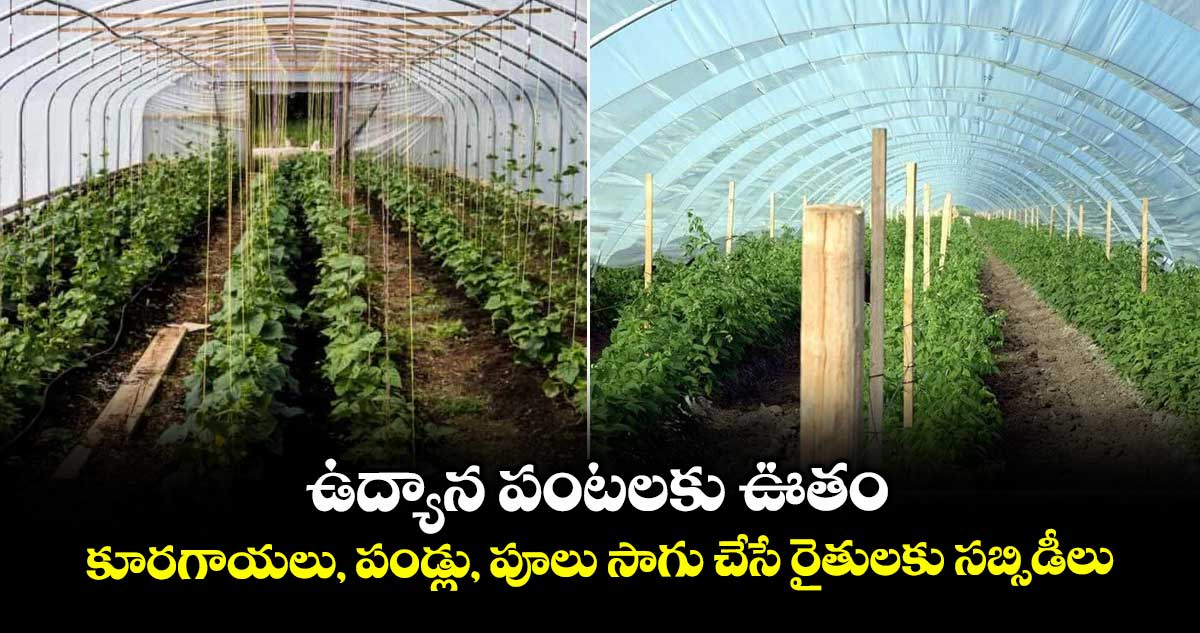 ఉద్యాన పంటలకు ఊతం..కూరగాయలు, పండ్లు, పూలు సాగు చేసే రైతులకు సబ్సిడీలు