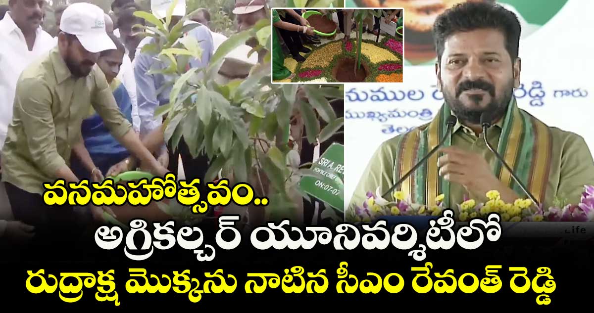 వనమహోత్సవం: అగ్రికల్చర్ యూనివర్శిటీలో రుద్రాక్ష మొక్కను నాటిన సీఎం రేవంత్ రెడ్డి