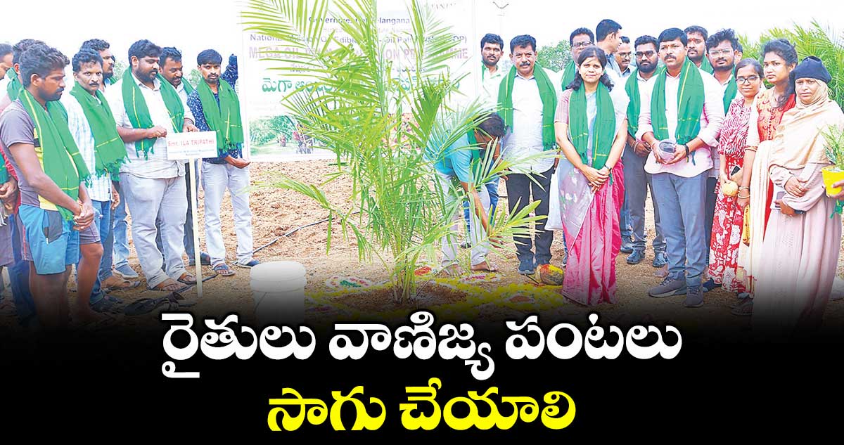 రైతులు వాణిజ్య పంటలు సాగు చేయాలి : కలెక్టర్ ఇలా త్రిపాఠి