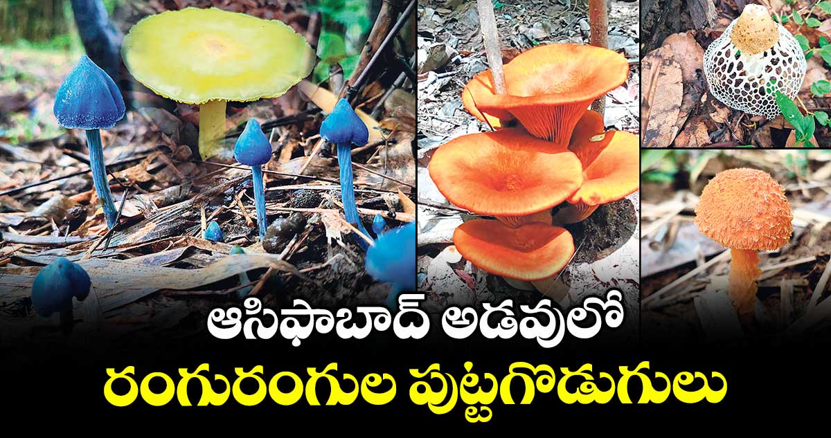 ఆసిఫాబాద్‌‌ అడవులో రంగురంగుల పుట్టగొడుగులు