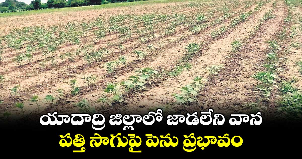 యాదాద్రి జిల్లాలో జాడలేని వాన .. పత్తి సాగుపై పెను ప్రభావం